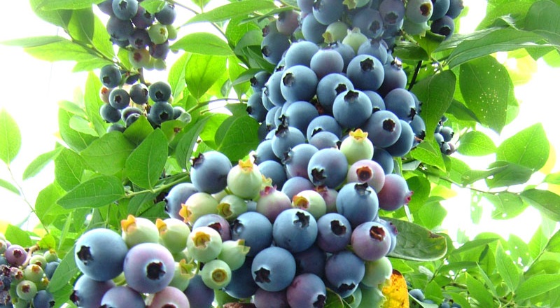 ブルーベリー 一気に熟する早生品種 クライマックス ガーデンブルグ